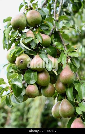 Pear tree laden with fruit. Sidcup, Kent. UK Stock Photo