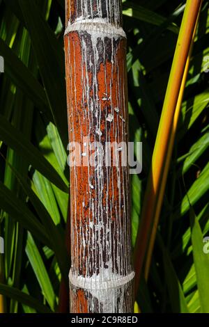 Closeup of a Fargesia Jiuzhaigou 1 bamboo, also called Red Panda Fargesia Stock Photo