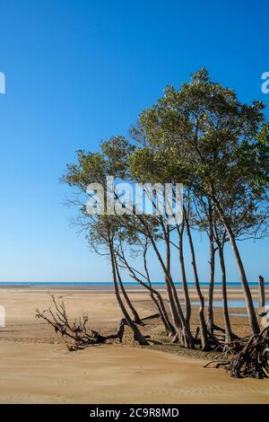 Mangrove trees on a beach at low tide, near Darwin, Northern Territory, Australia Stock Photo