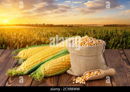 fresh corn cobs and dry seeds in bag Stock Photo