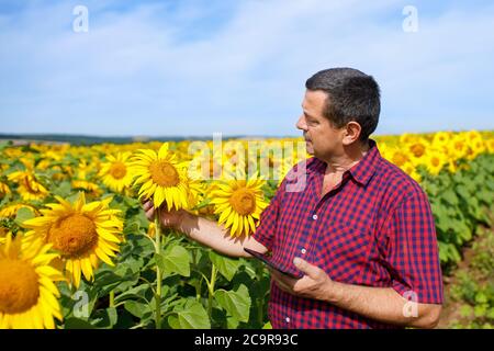 farmer in sunflower field Stock Photo