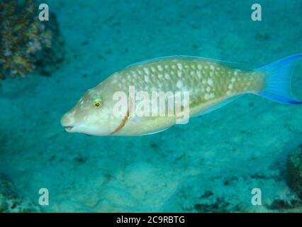 Longnose parrotfish, Hipposcarus harid, swimming over sandy seabed, Hamata, Egypt Stock Photo