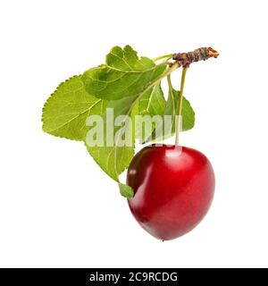 Red mirabele plum (Prunus domestica syriaca) with green leaf and stem isolated on white background Stock Photo