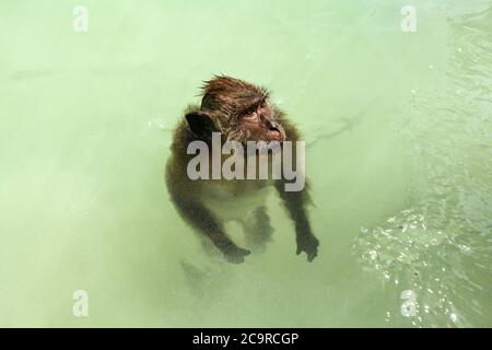 Crab-eating macaque monkey (Macaca fascicularis) standing in shallow sea water near beach. Koh Phi Phi, Thailand. Stock Photo