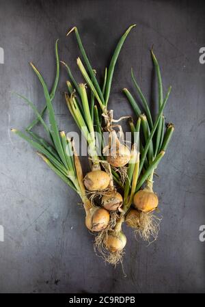 A bunch of freshly picked onions on a metal surface Stock Photo
