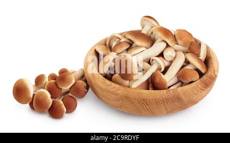 honey fungus mushrooms in wooden bowl isolated on white background with clipping path and full depth of field Stock Photo