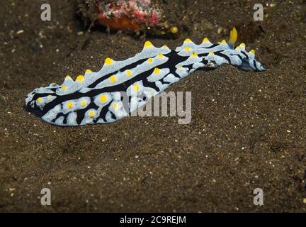 Nudibranch, Phyllidia varicosa, on sand in Tulamben, Bali, Indonesia Stock Photo