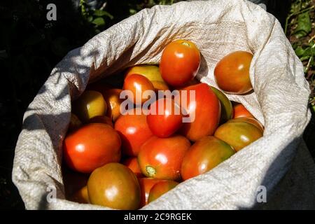 Freshly harvested tomatoes seen in a sack at a farm in Tanjungsari. Ongoing harvest of similar commodities in various regions makes tomatoes easily obtained in traditional market, selling price is now around 0.27USD per kilograms. Stock Photo