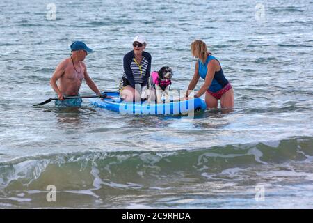 Poole, Dorset UK. 2nd August 2020. Dog training sessions on the beach with dogs learning to paddleboard and increase their balance and confidence in the sea on a lovely warm sunny day. Cavapoochon cross between three breeds – a Cavalier King Charles spaniel, a poodle and a bichon frise, also known as 'the dog that never grows old' Credit: Carolyn Jenkins/Alamy Live News Stock Photo