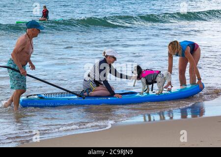 Poole, Dorset UK. 2nd August 2020. Dog training sessions on the beach with dogs learning to paddleboard and increase their balance and confidence in the sea on a lovely warm sunny day. Cavapoochon cross between three breeds – a Cavalier King Charles spaniel, a poodle and a bichon frise, also known as 'the dog that never grows old' Credit: Carolyn Jenkins/Alamy Live News Stock Photo