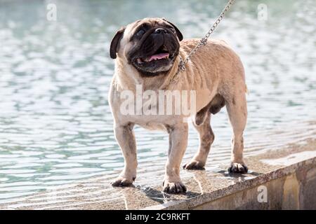 The wet dog costs on the edge of the marble fountain on a lead and looks up. Stock Photo