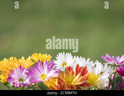 Border of close up colorful fall mums Chrysanthemums or chrysanths flowers on a green bokeh background, selective focus, copy space Stock Photo