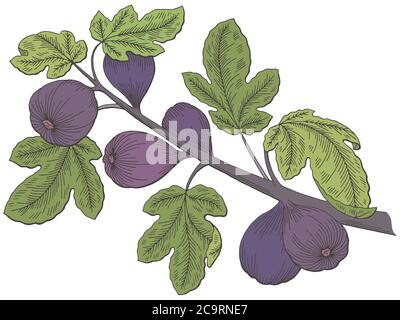 Fig graphic tree color branch isolated sketch illustration vector Stock Vector