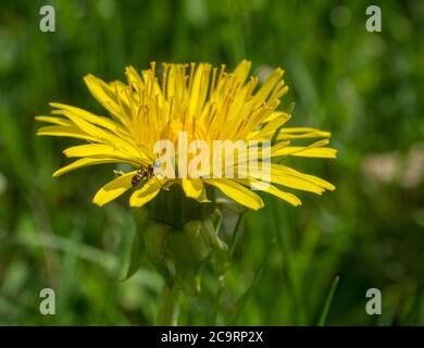 macro close up single yellow dandelion with climbing ant on lush green bokeh background Stock Photo