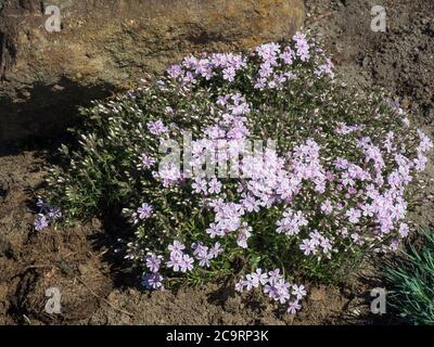Blooming pink Phlox subulata, Candy Stripes Creeping Alpine Moss Phlox in a perennial rock garden Stock Photo
