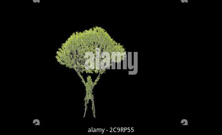 Growing Tree in a shape of Human. Eco Concept. 3D rendering. Stock Photo