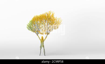 Growing Tree in a shape of Human. Eco Concept. 3D rendering. Stock Photo