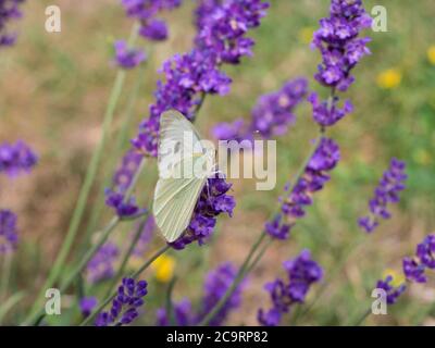 the large white cabbage butterfly, cabbage white, sitting on lavender, Lavandula angustifolia, sucking nectar, green bokeh background, selective focus Stock Photo