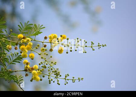 Vachellia nilotica or gum arabic flowers Stock Photo