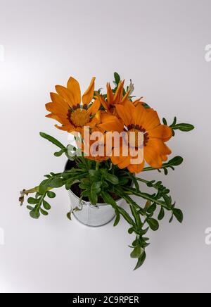 Gazania Gaertn orange flowers photographed in full bloom in various frames Stock Photo