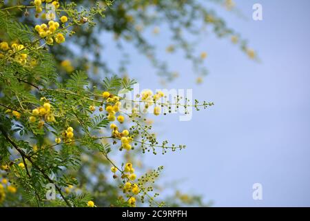 Vachellia nilotica or gum arabic flowers Stock Photo