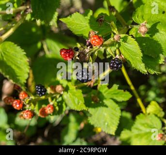 mature ripen blackberry brambles on the bush Stock Photo