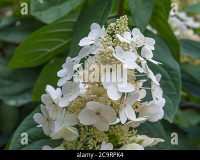 blooming perfect white flower Hydrangea quercifolia Stock Photo