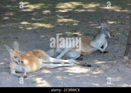 Red kangaroo in Overloon zoo in the Netherlands Stock Photo