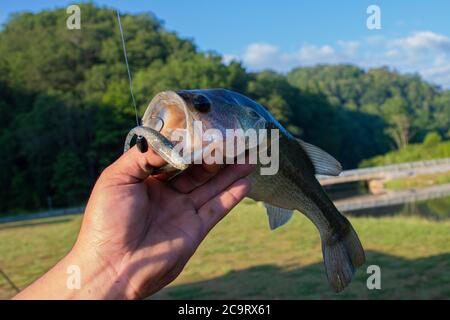 Hooked largemouth bass hi-res stock photography and images - Alamy