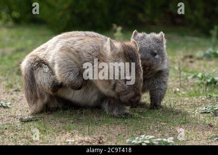 Wild wombat mother and her cute little wombat searching for grasses to eat at Prom Wildlife Walk, Wilsons Promontory, Victoria, Australia Stock Photo
