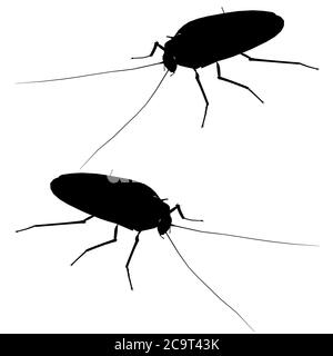 Detailed cockroach silhouette. Isometric view. Cockroach isolated on white background. Vector illustration. Stock Vector