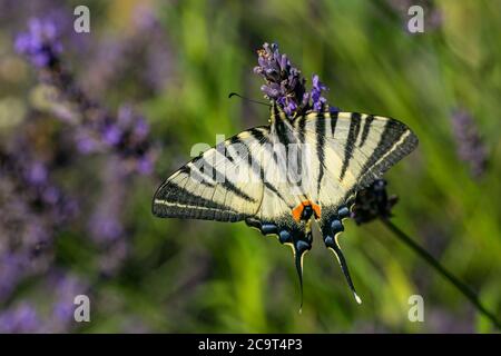 Large yellow scarce swallowtail butterfly with black stripes and its wings spread sitting on lavender flower sucking on nectar on a sunny summer day.