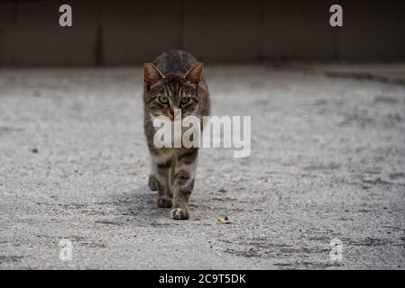 Walking stray cat, pet portrait of young male cat. Focus on foreground Stock Photo