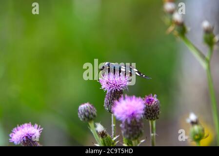 Blue butterfly with white dots landed on a purple summer flower, close-up photo Stock Photo