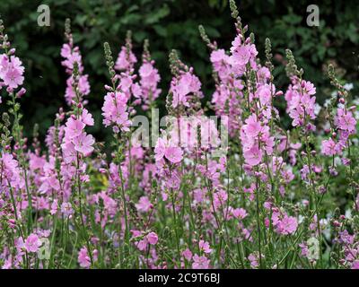 Beautiful pink prairie mallow flowers in a garden, variety Sidalcea Sussex Beauty Stock Photo