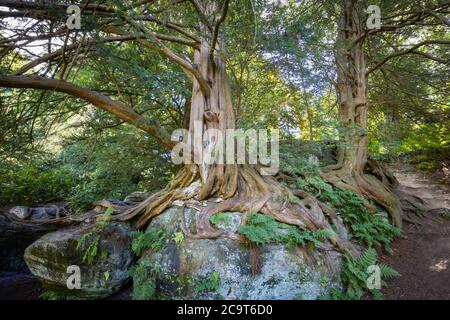 Ancient contorted yew (Taxus baccata) roots growing over rocks in Wakehurst, botanic gardens in West Sussex managed by the Royal Botanic Gardens, Kew Stock Photo