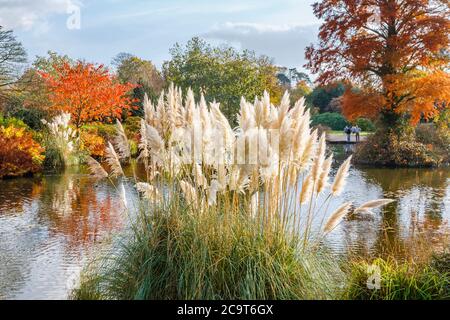 Ornamental pampas grass (Cortaderia selloana) by pond at Wakehurst Place, Ardingly, West Sussex, UK with trees in autumn colours Stock Photo