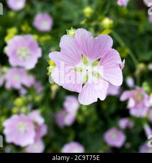 Althaea officinalis, or marsh-mallow plant with flowers in the field Stock Photo