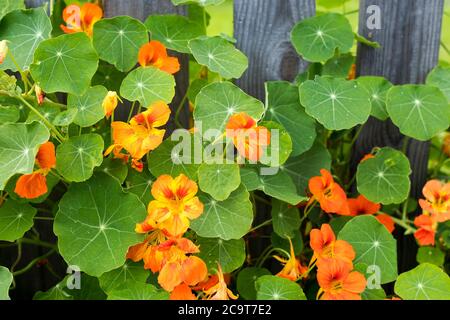 Nasturtium in glory by a cedar fence in a raised garden, Stock Photo