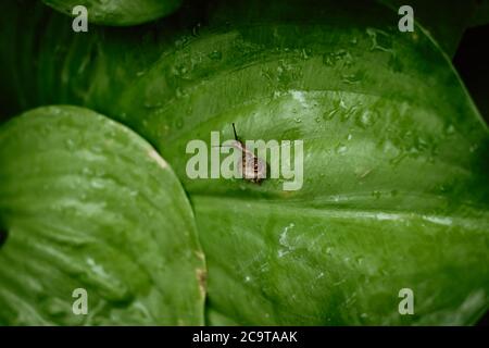 Top view of Brown snail walking on fresh green leaves with drop dew after rain. Garden snail on Cardwell lily or Northern christmas lily (Proiphys amb Stock Photo