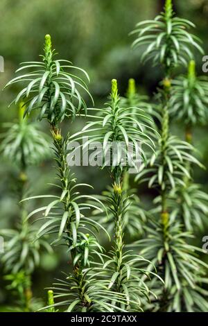 Japanese Plum Yew Cephalotaxus harringtonii 'Fastigiata' Cephalotaxus harringtonia Cow-Tail Pine, Uses like Windbreak Hedge Stock Photo