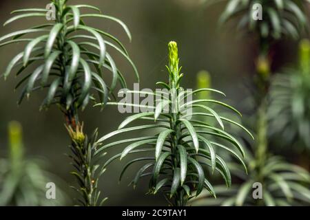 Japanese Plum Yew Cephalotaxus harringtonii 'Fastigiata' aka Cephalotaxus harringtonia Cow-Tail Pine Stock Photo