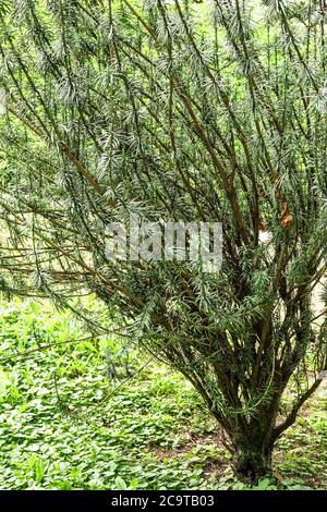 Japanese Plum Yew Cephalotaxus harringtonii 'Fastigiata' aka Cephalotaxus harringtonia Drupacea Cow-Tail Pine Evergreen shrubby plant Stock Photo