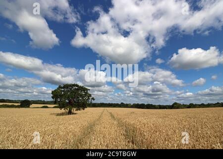 Chessington, Surrey, England, UK. 2nd Aug, 2020. The midday sun beats down on a field of ripening wheat on another glorious summers day in Surrey. Credit: Julia Gavin/Alamy Live News Stock Photo