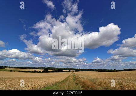 Chessington, Surrey, England, UK. 2nd Aug, 2020. The midday sun beats down on a field of ripening wheat on another glorious summers day in Surrey. Credit: Julia Gavin/Alamy Live News Stock Photo