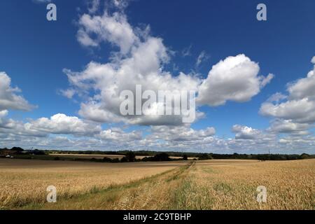 Chessington, Surrey, England, UK. 2nd Aug, 2020. The midday sun beats down on a field of ripening wheat on another glorious summers day in Surrey. Credit: Julia Gavin/Alamy Live News Stock Photo