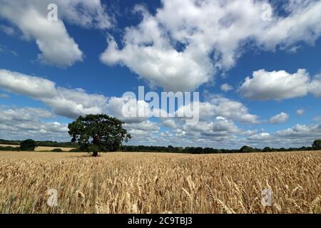 Chessington, Surrey, England, UK. 2nd Aug, 2020. The midday sun beats down on a field of ripening wheat on another glorious summers day in Surrey. Credit: Julia Gavin/Alamy Live News Stock Photo