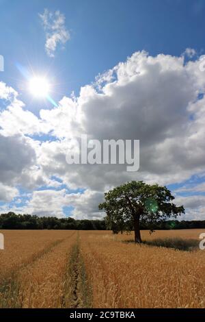 Chessington, Surrey, England, UK. 2nd Aug, 2020. The midday sun beats down on a field of ripening wheat on another glorious summers day in Surrey. Credit: Julia Gavin/Alamy Live News Stock Photo