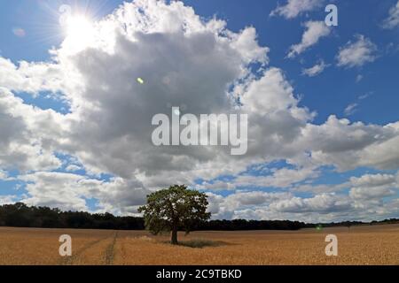 Chessington, Surrey, England, UK. 2nd Aug, 2020. The midday sun beats down on a field of ripening wheat on another glorious summers day in Surrey. Credit: Julia Gavin/Alamy Live News Stock Photo