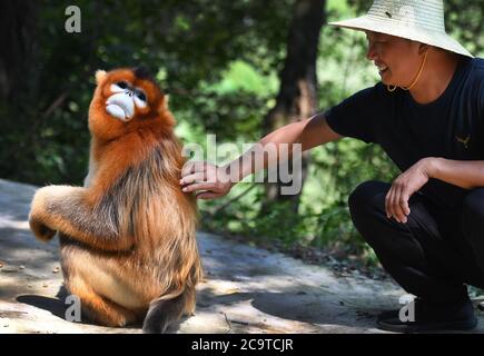 https://l450v.alamy.com/450v/2c9tcjr/yangxian-county-china-02nd-aug-2020-a-golden-snub-nosed-monkey-is-pictured-with-a-villager-at-maoping-village-of-maoping-town-in-yangxian-county-northwest-chinas-shaanxi-province-aug-2-2020-a-wild-grown-golden-snub-nosed-monkey-chinas-first-class-protected-species-has-recently-come-by-the-village-the-monkey-found-foods-at-villagers-homes-by-day-and-went-back-forest-at-night-seeming-to-be-not-afraid-of-people-credit-xinhuaalamy-live-news-2c9tcjr.jpg